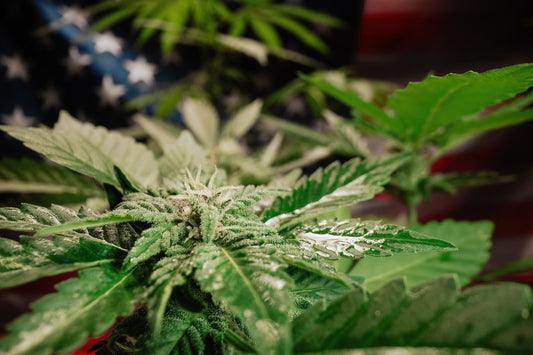 Cannabisväxt framför amerikansk flagga