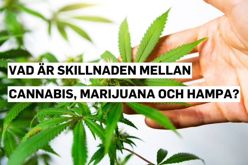 Vad är skillnaden mellan cannabis, marijuana och hampa?