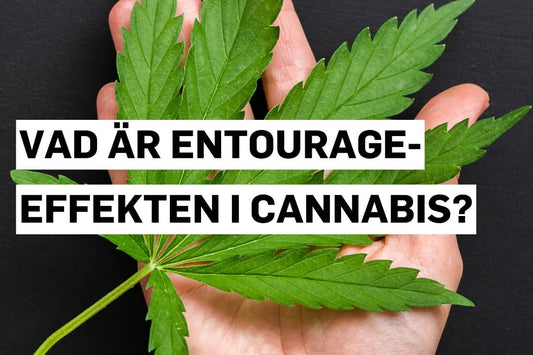 Vad är Entourage-effekten i cannabis?