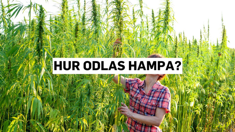 Hur odlas hampa?