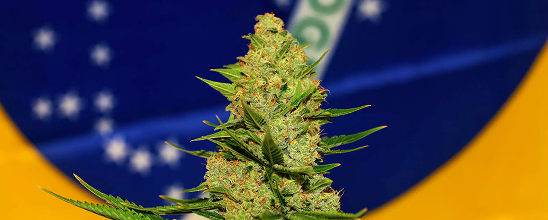 Våra produkter är godkända som medicinsk cannabis i Brasilien under ANVISA