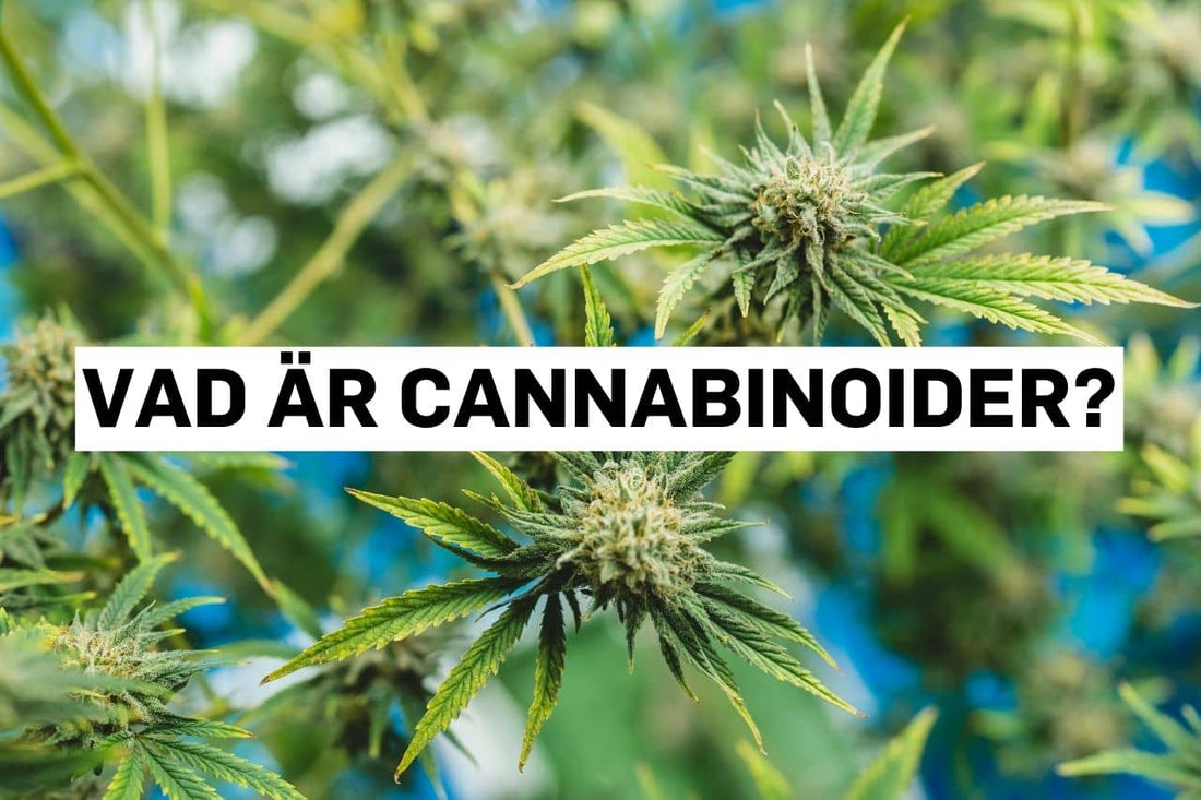 Vad är cannabinoider?