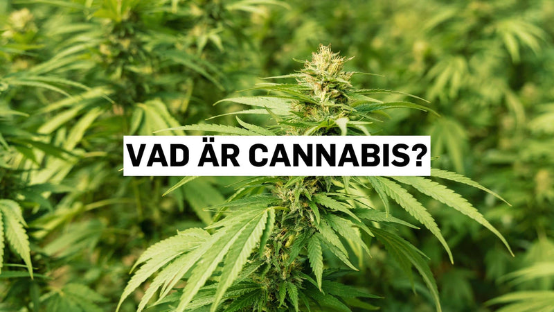 Vad är cannabis?