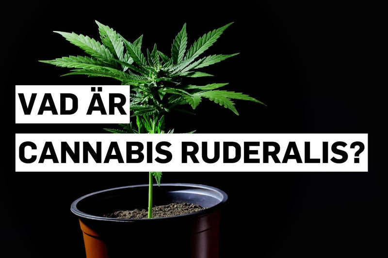 Vad är Cannabis ruderalis?