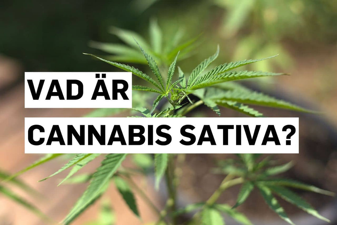 Vad är Cannabis sativa?