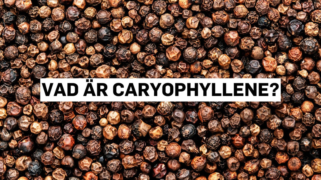 Vad är caryofyllen?