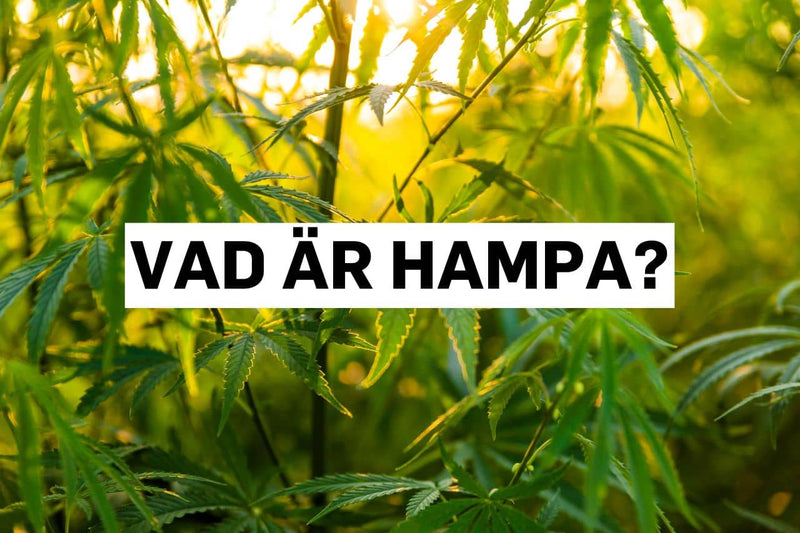 Vad är hampa?
