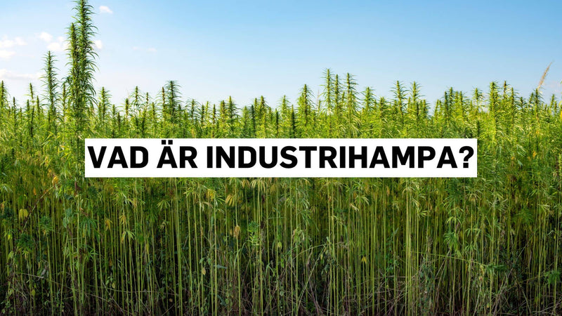 Vad är industrihampa?