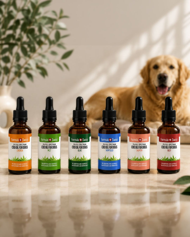 CBD-olja för hundar